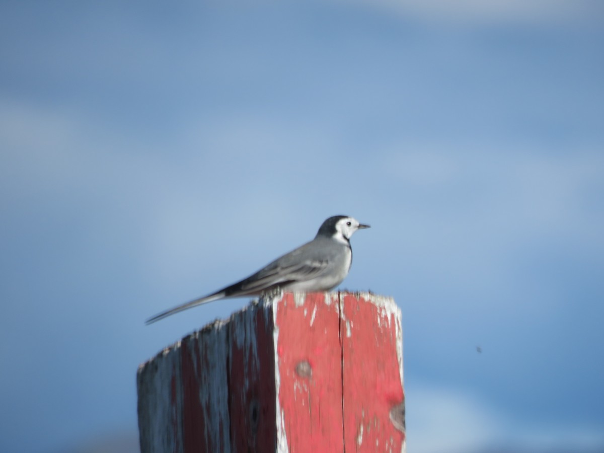 White Wagtail - ML66672041