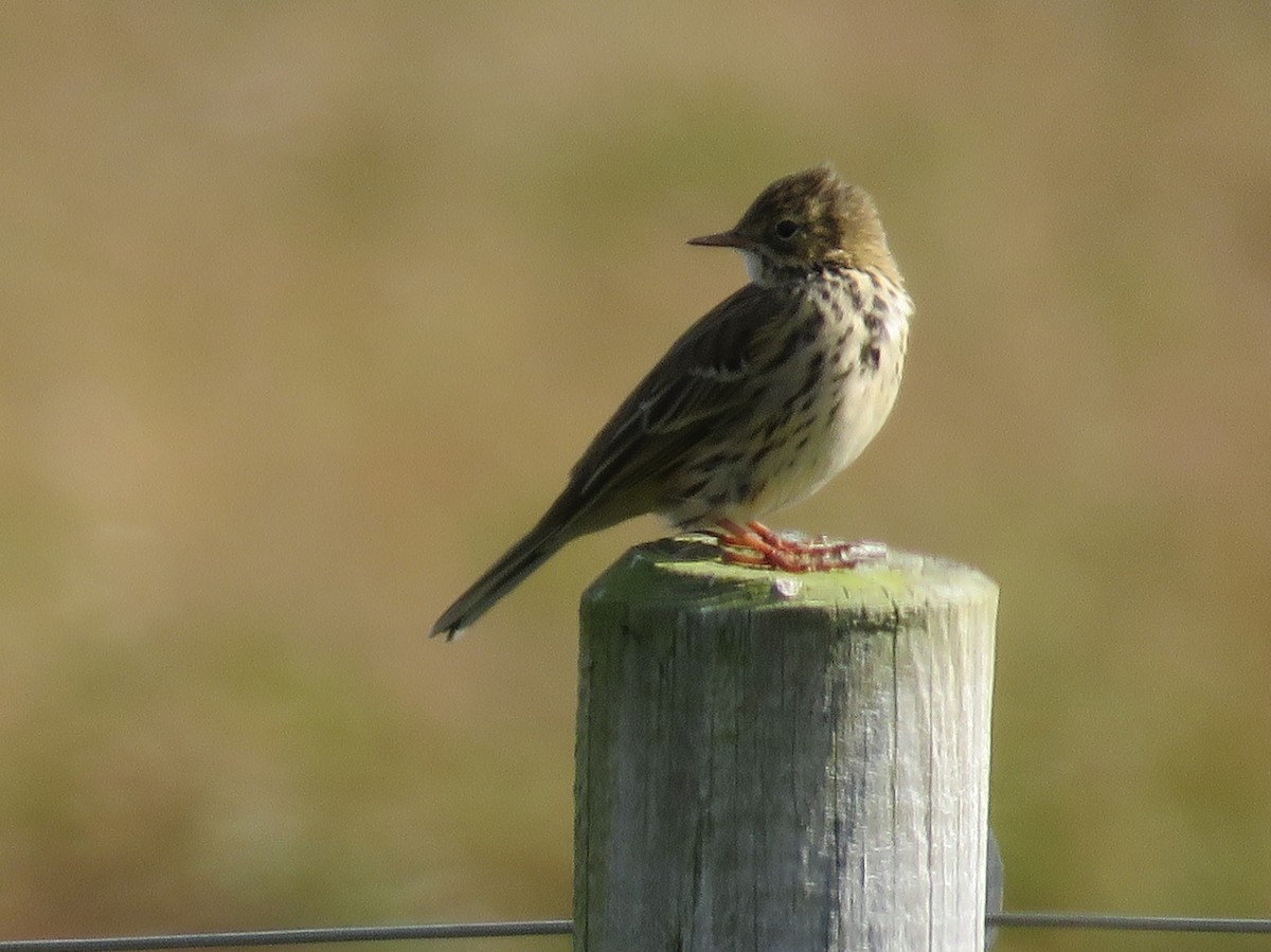 Meadow Pipit - ML66672551