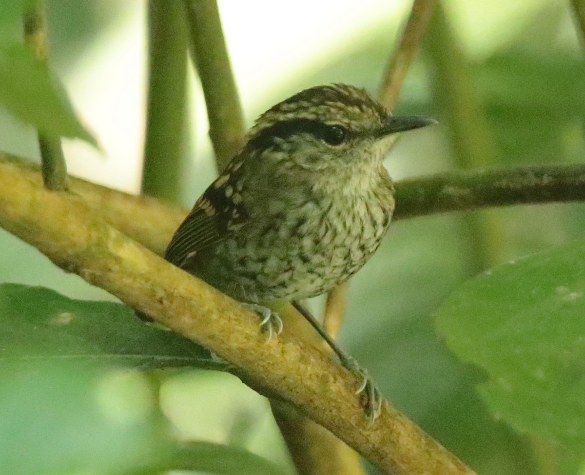 Scaled Antbird - Anonymous