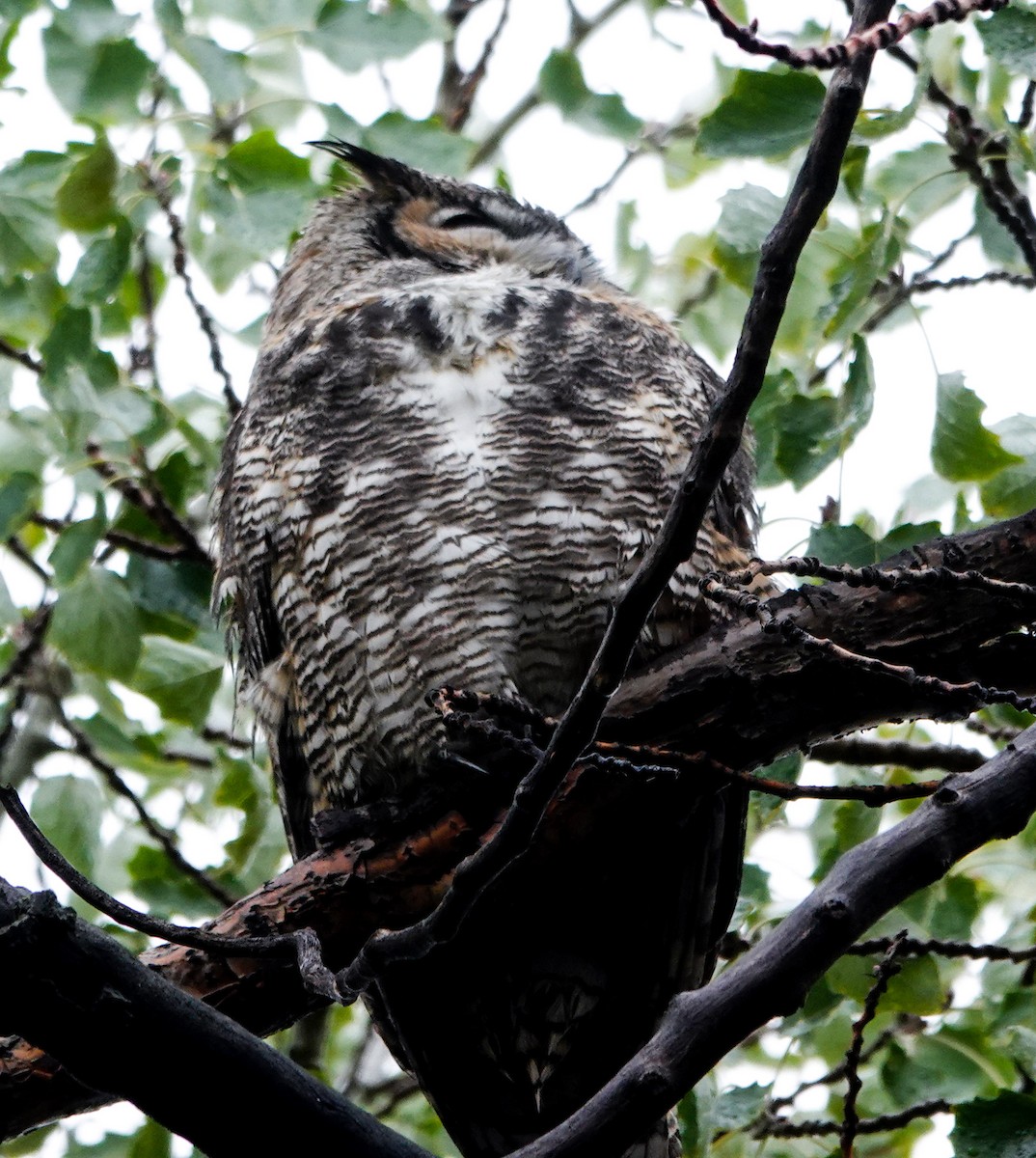 eBird Checklist - 11 Oct 2026 - Antelope Island SP--Garr Ranch - 19 ...