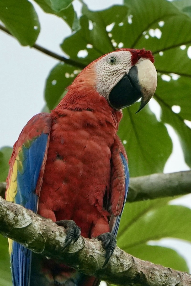 ML666745971 - Scarlet Macaw - Macaulay Library