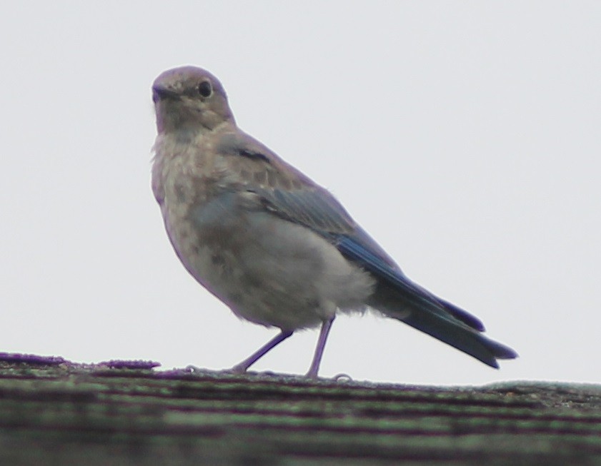 Mountain Bluebird - ML66674731