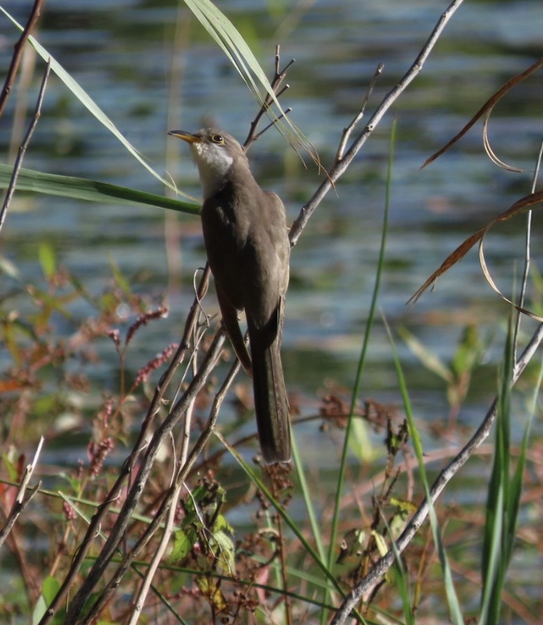 Yellow-billed Cuckoo - Ruth Bergstrom