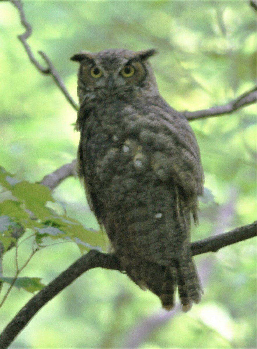 Great Horned Owl - ML66680631