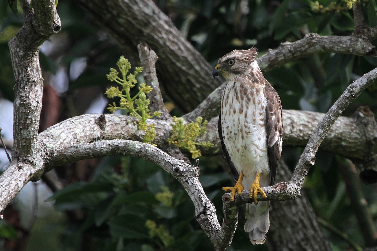 Broad-winged Hawk - Stephen Gast