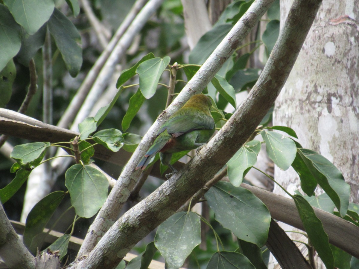 Northern Emerald-Toucanet - Isaias Morataya