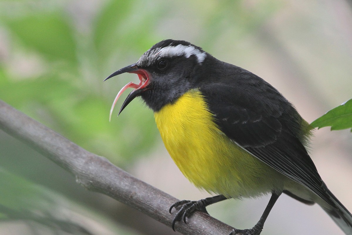 Bananaquit - Stephen Gast