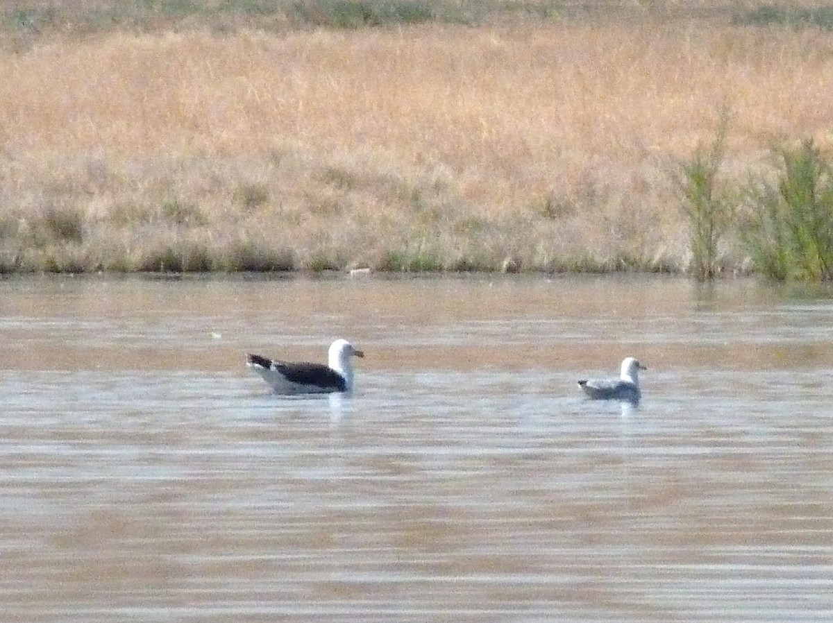 Great Black-backed Gull - ML66682541