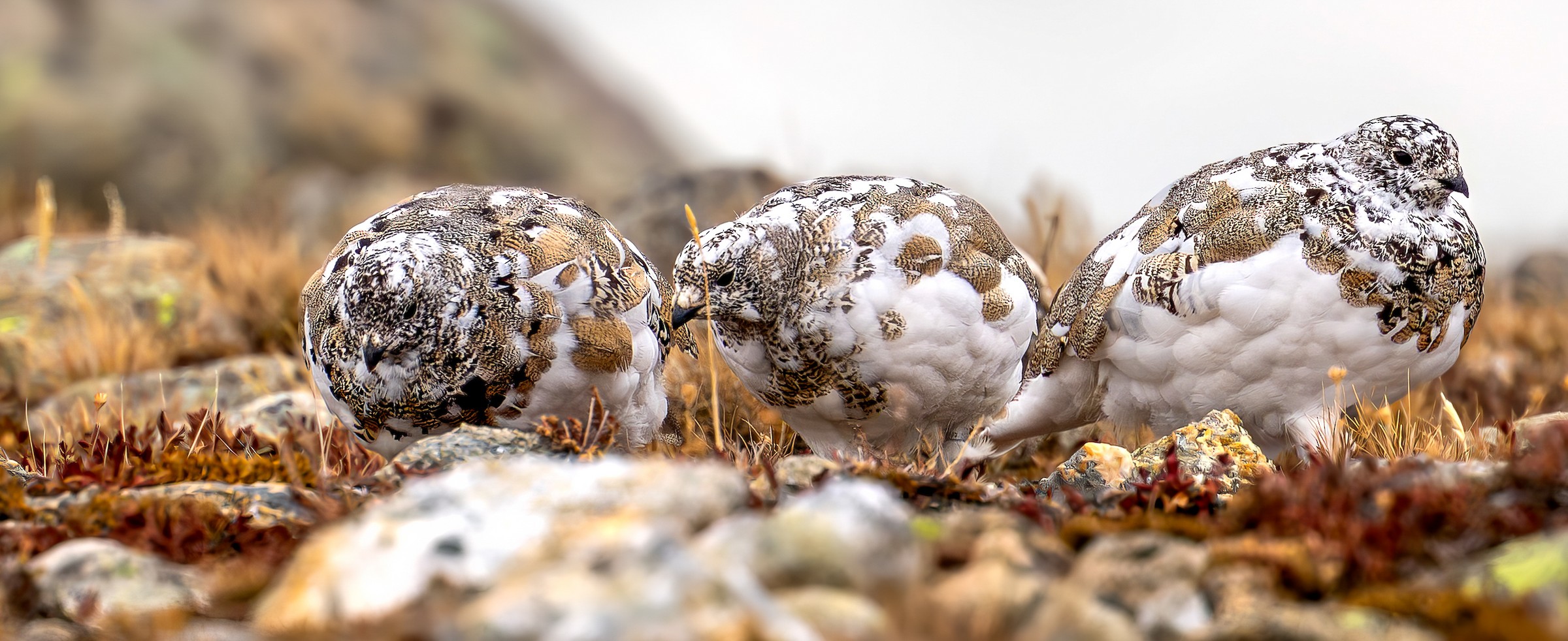 Birds of the World - Cornell Lab of Ornithology