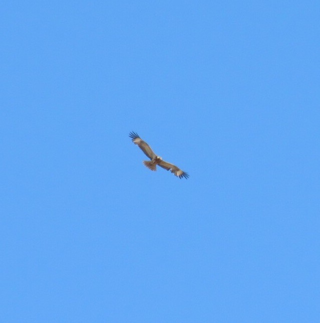 Black-breasted Kite - ML66684251