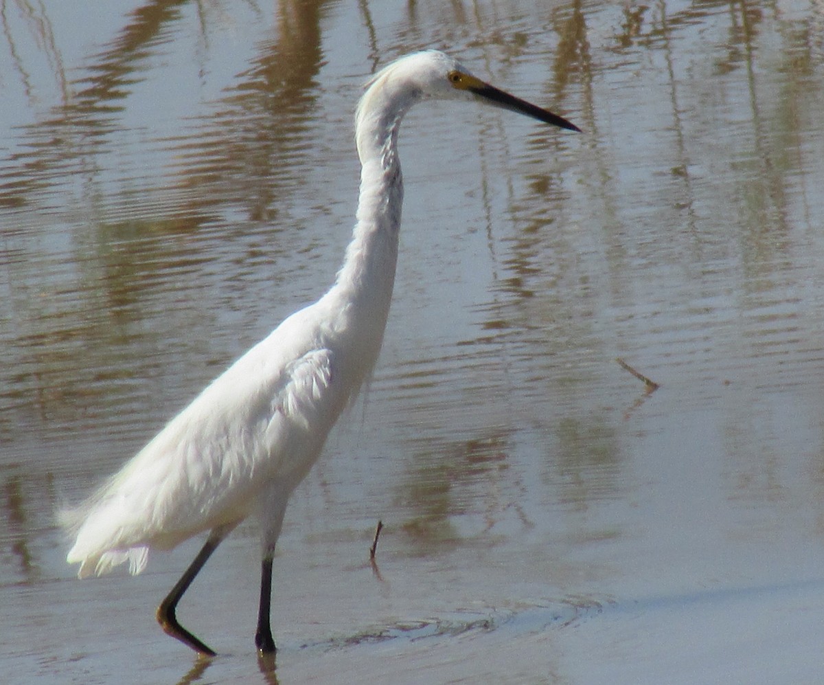 Snowy Egret - Doug Jenness