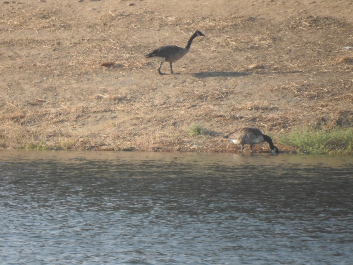Branta kanadar handia - ML66684711