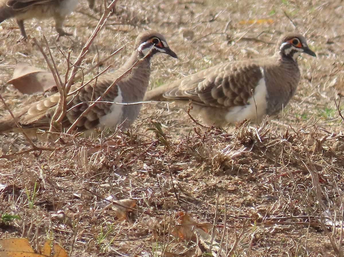 eBird Checklist - 13 Oct 2026 - 706 Chewko Rd, Chewko AU-QLD -17.04119 ...