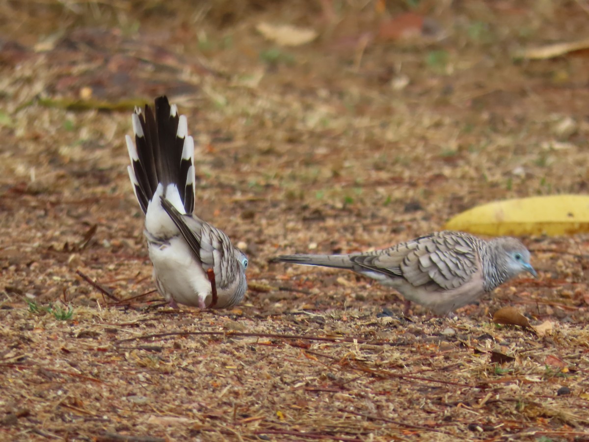 eBird Checklist - 13 Oct 2026 - Granite Gorge Nature Park (restricted ...