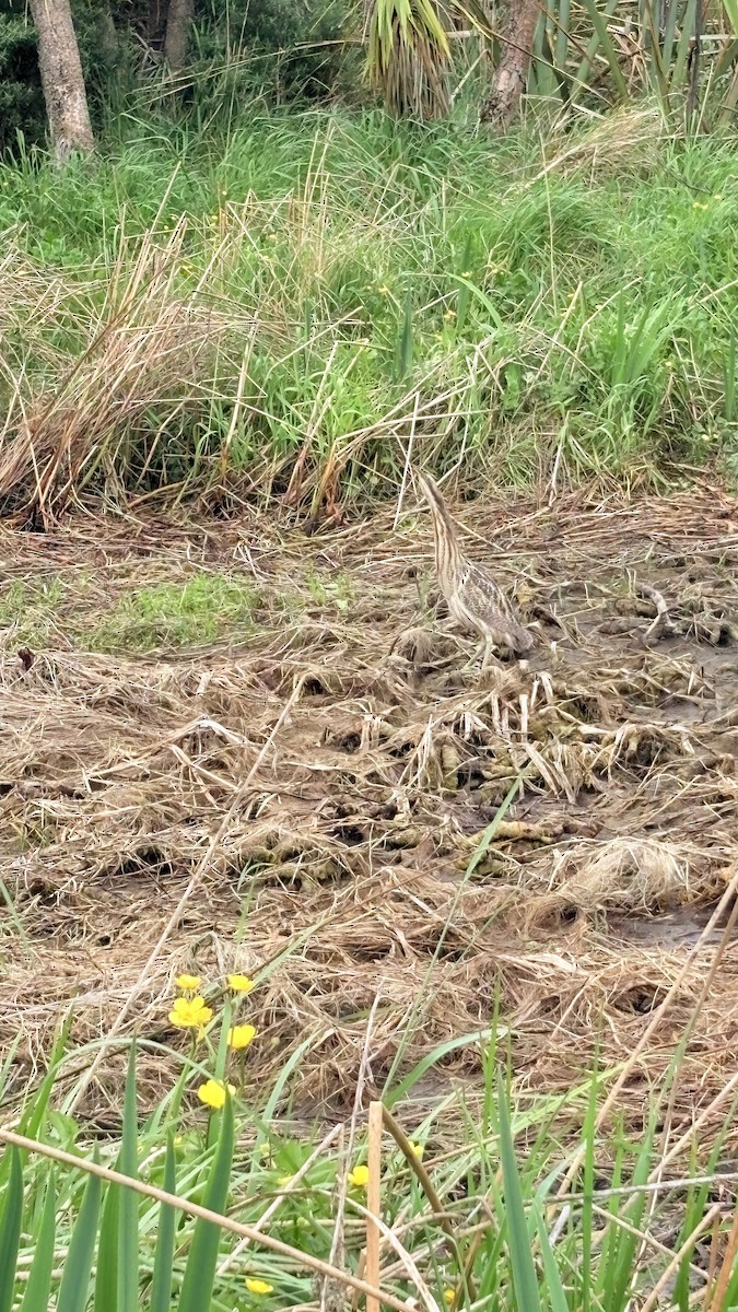 eBird Checklist - 14 Oct 2026 - Anzac Drive/New Brighton Road Bridge ...