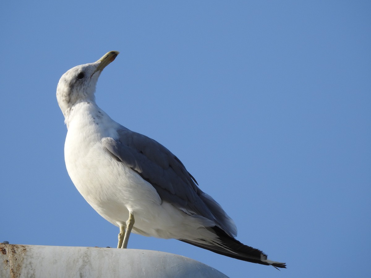 California Gull - ML66685321