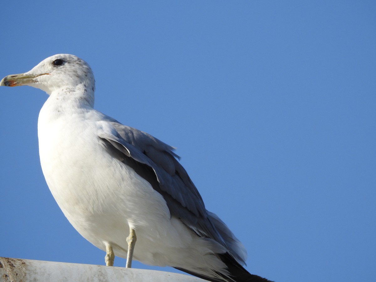 California Gull - ML66685371