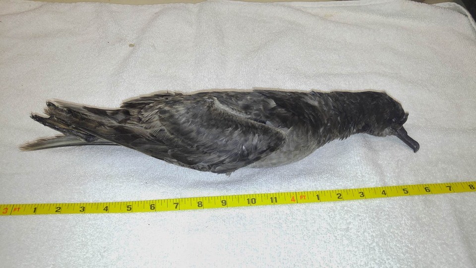 Sooty Shearwater - ML66686461