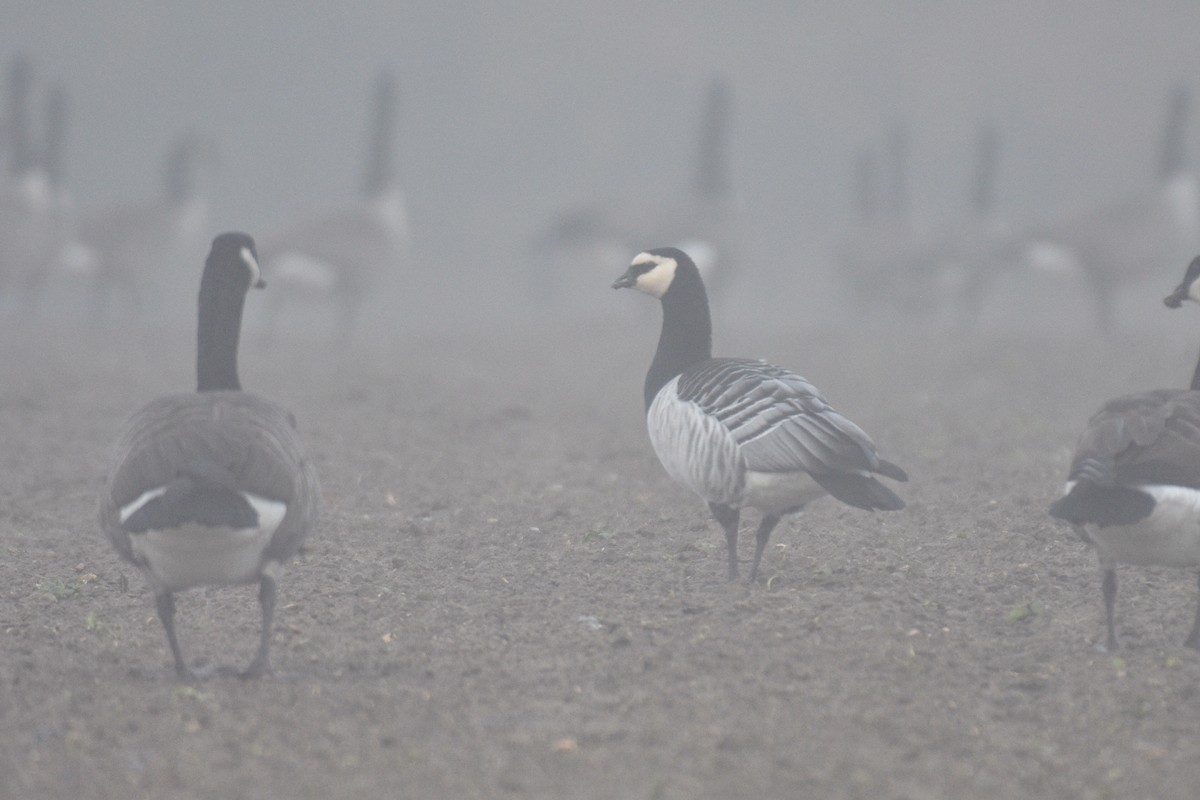eBird Checklist - 14 Oct 2026 - Minute Man NHP--Meriam's Corner - 30 ...
