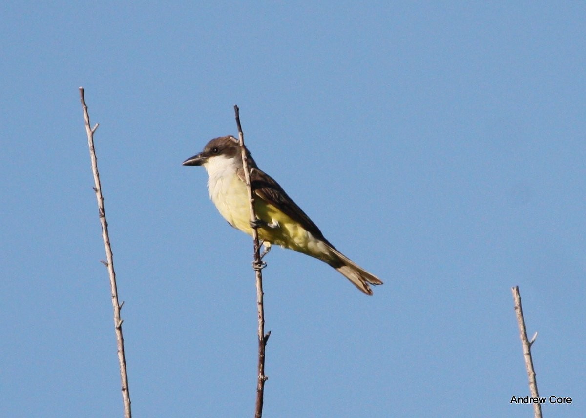 Thick-billed Kingbird - ML66686791