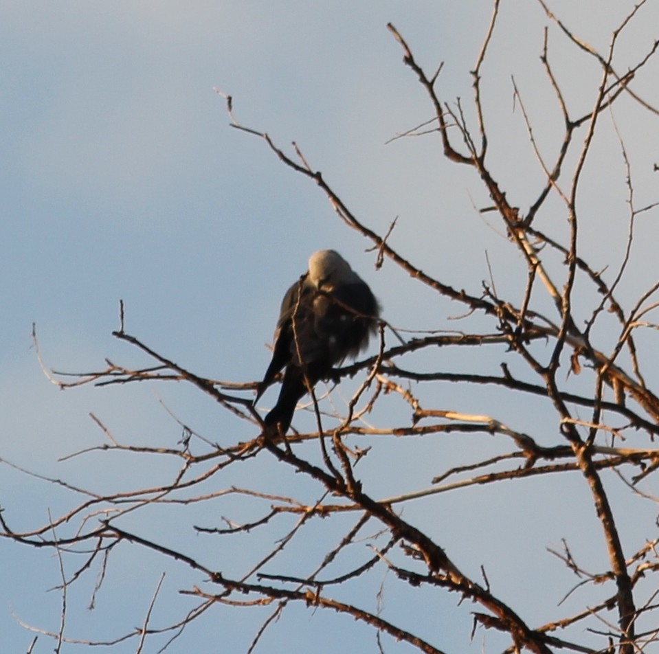 Mississippi Kite - ML66688251