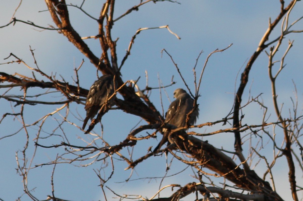 Mississippi Kite - ML66688261