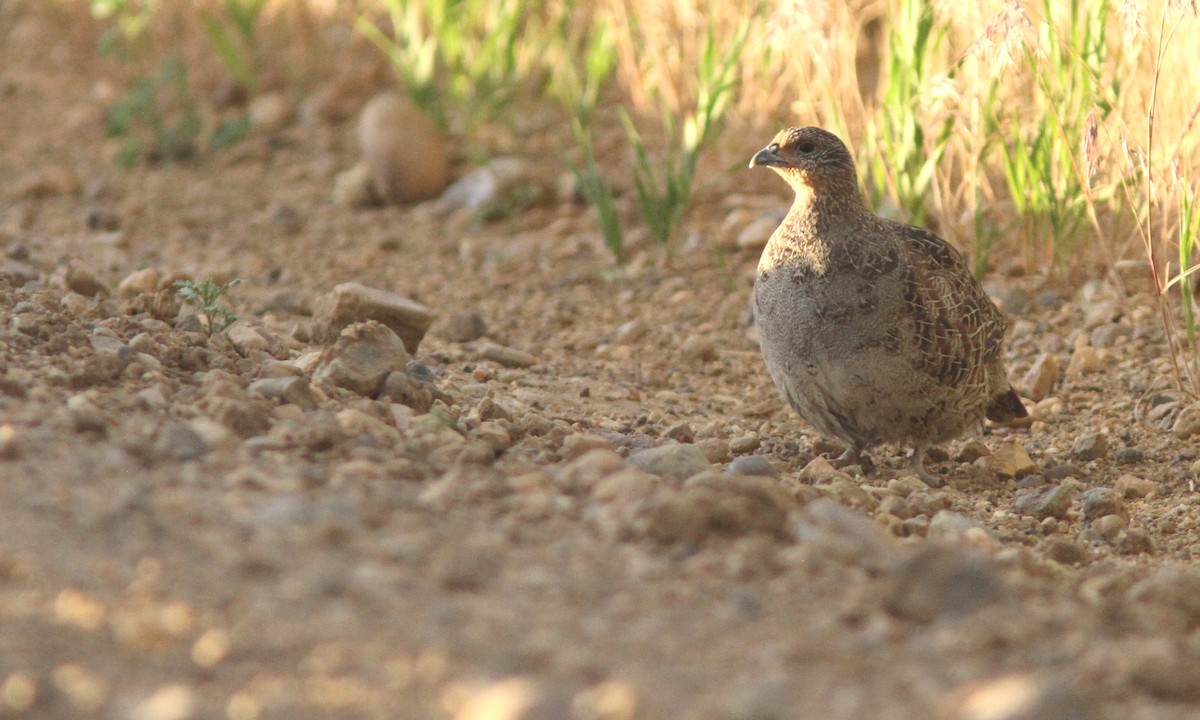 Gray Partridge - ML66688821