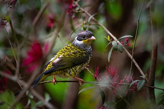 Cotinga à queue fourchue (flavirostris) - eBird