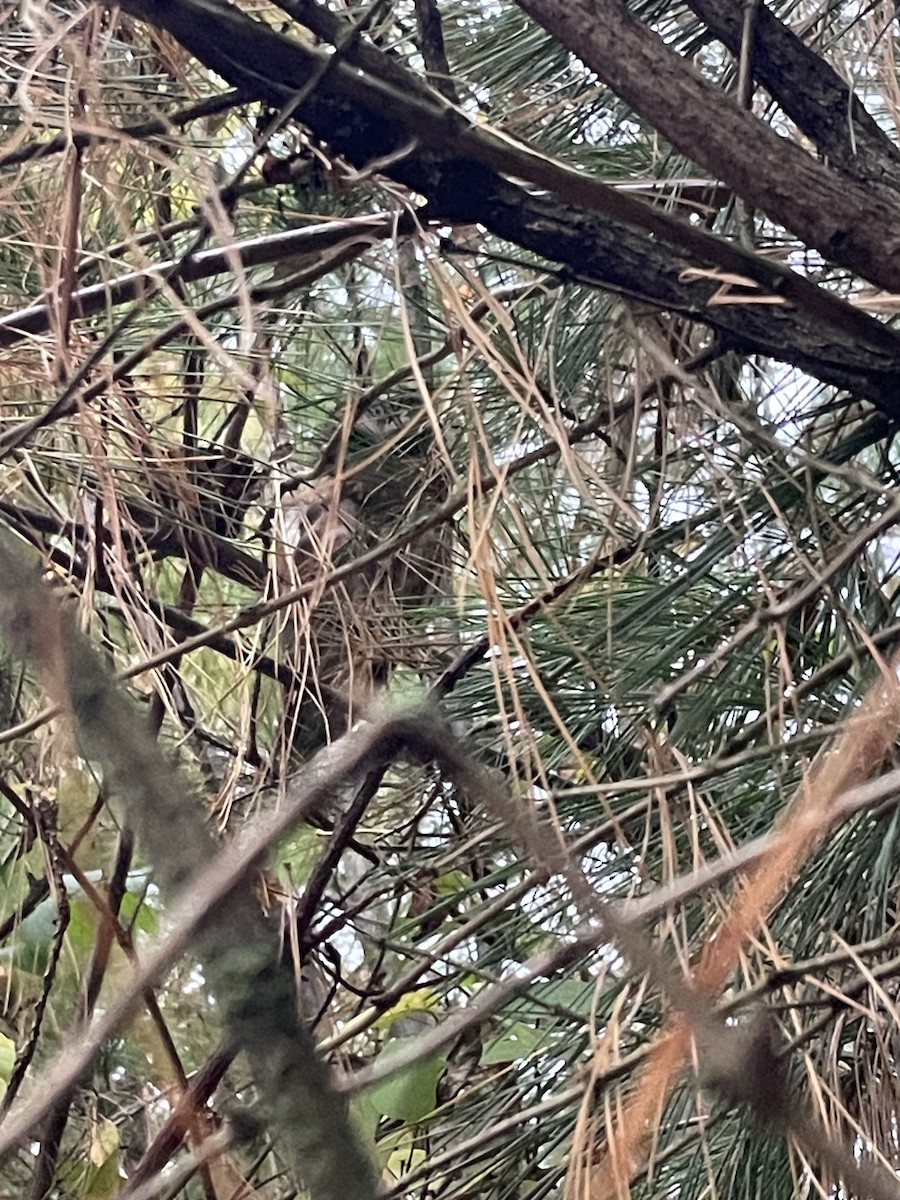 eBird Checklist - 14 Oct 2026 - Blue Mound SP (Iowa Co.) - 1 species