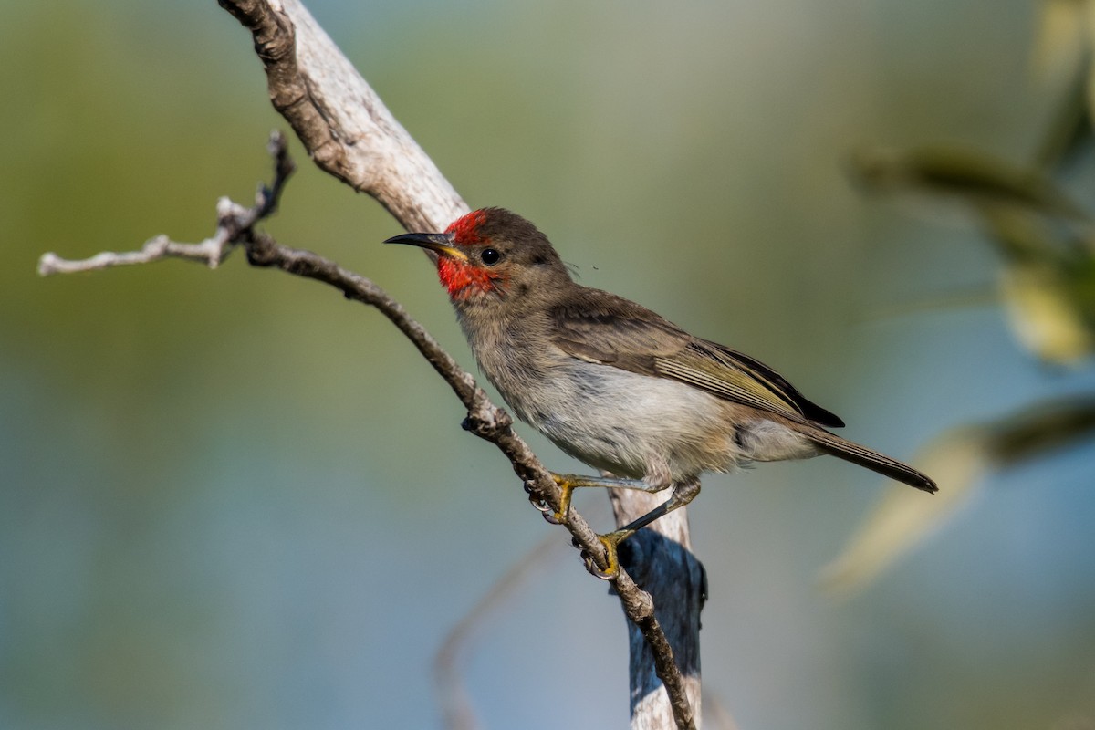 Red-headed Myzomela - ML66691451