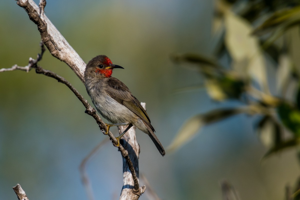 Red-headed Myzomela - ML66691471