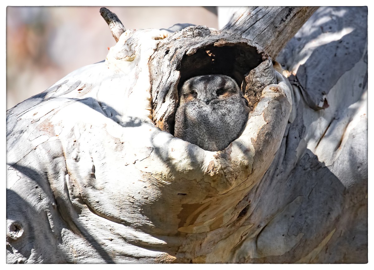 Australian Owlet-nightjar - ML66691521