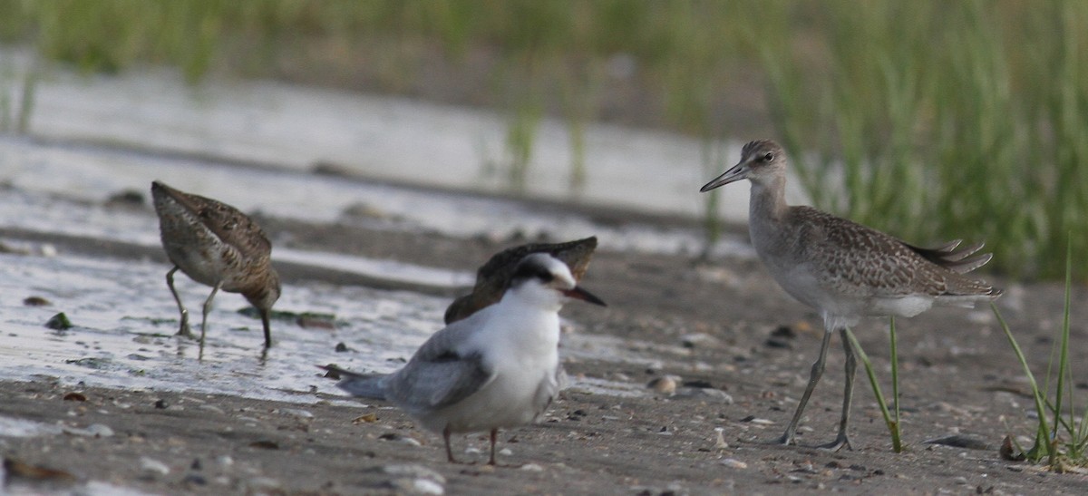 Willet (Eastern) - ML66692171