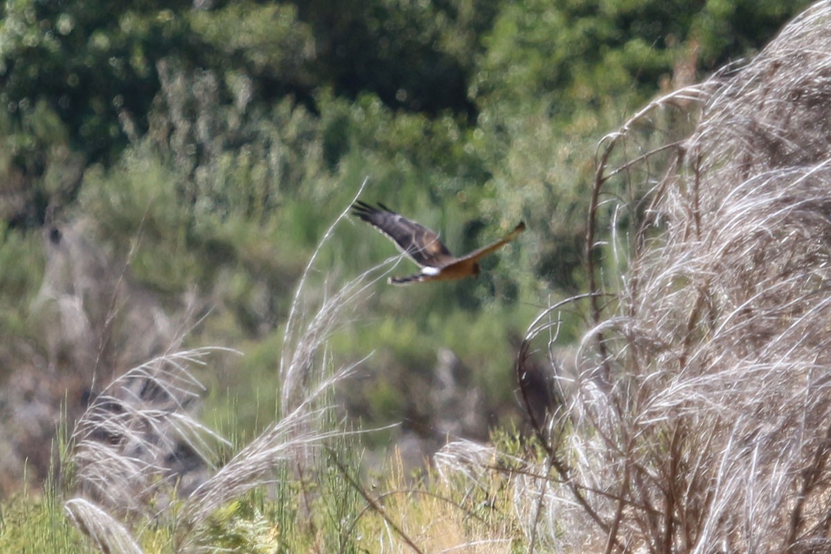 Montagu's Harrier - Ricardo Brandao