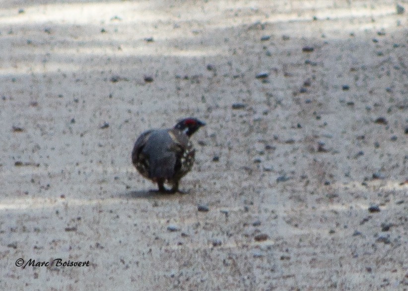 Spruce Grouse - ML66694231