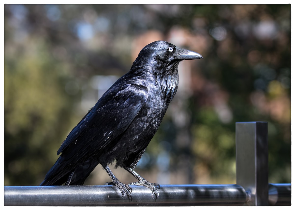 Australian Raven - ML66694321