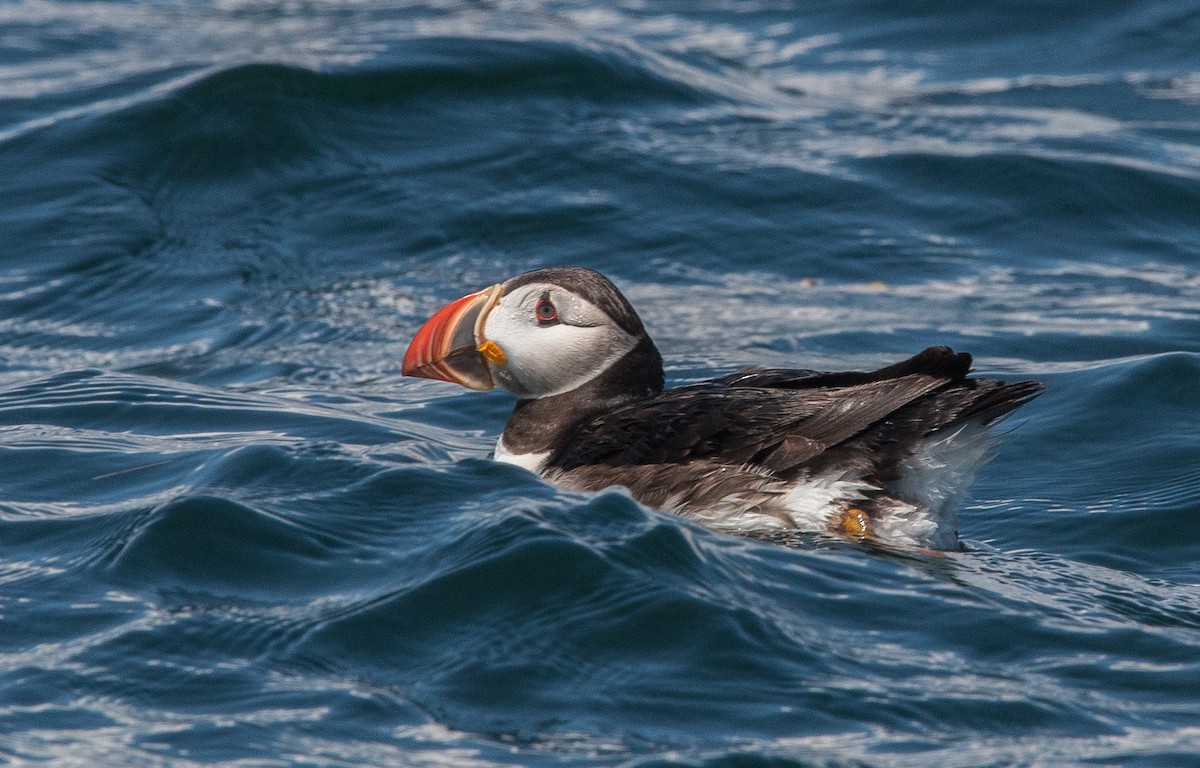 Atlantic Puffin - Joel Strong