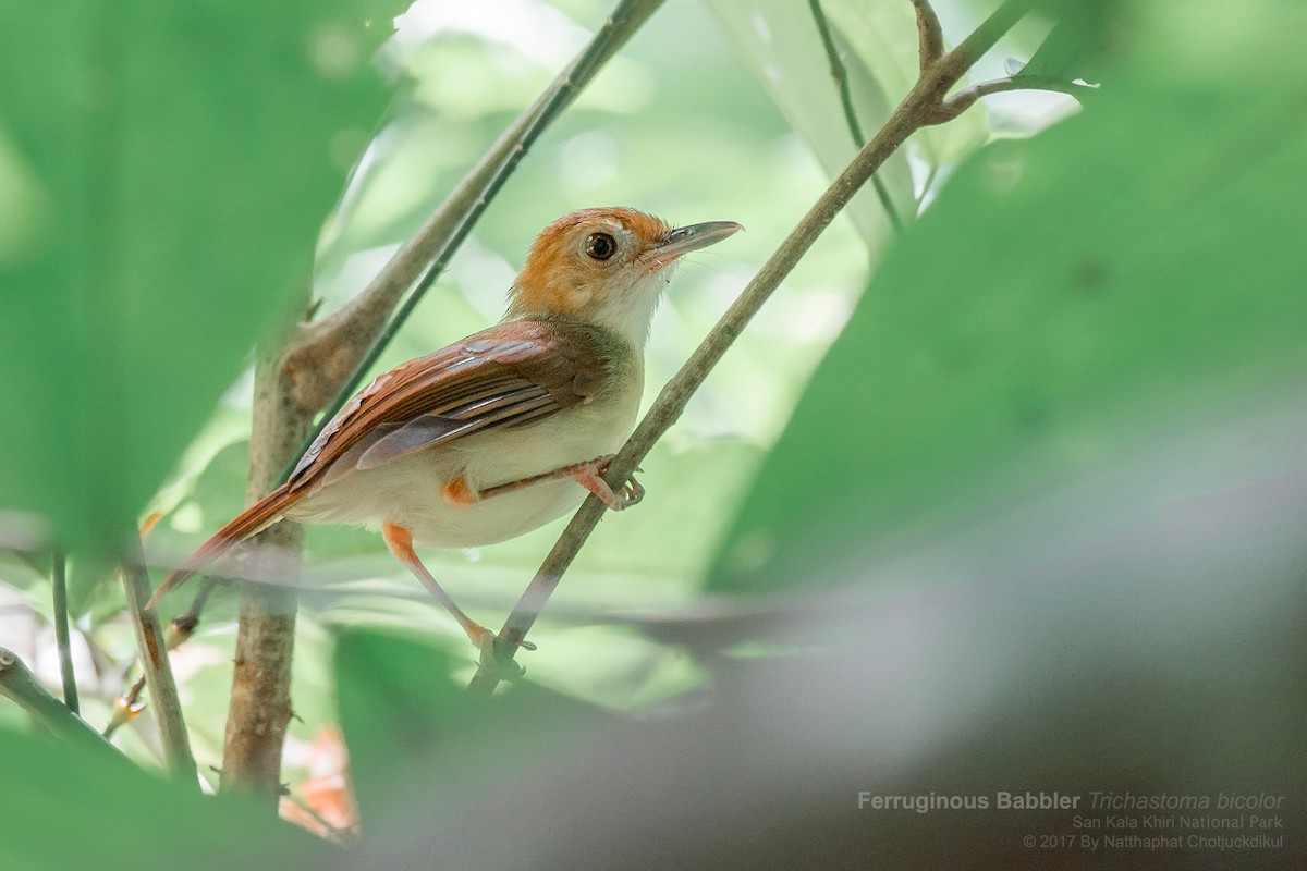 Ferruginous Babbler - Natthaphat Chotjuckdikul