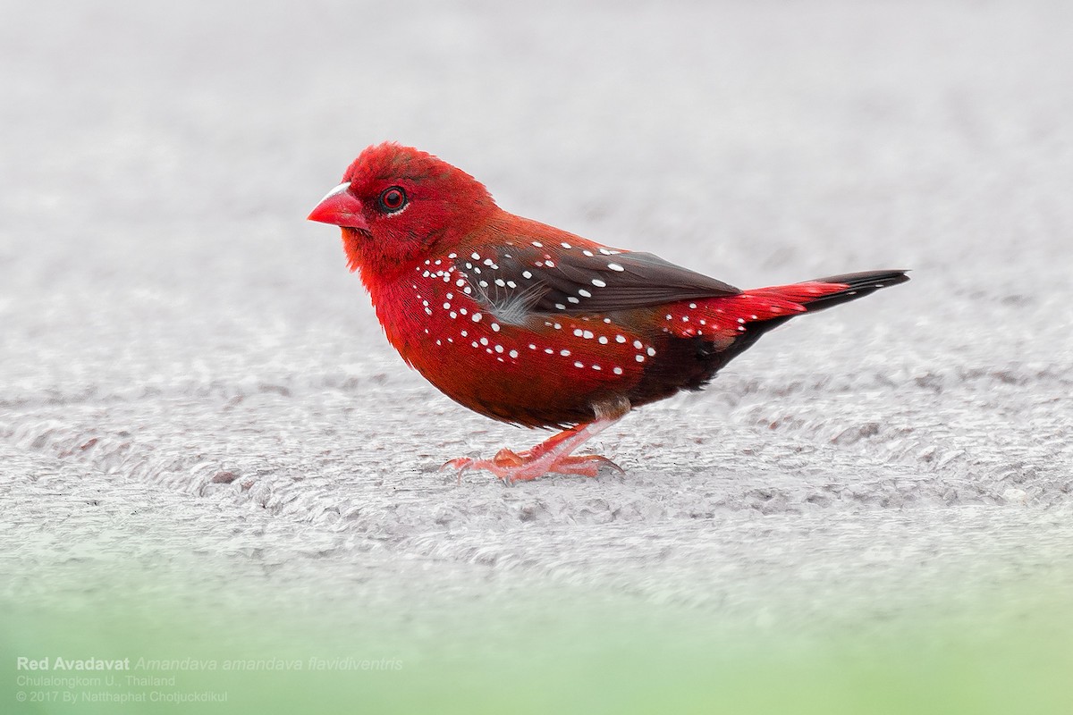 Bengali rouge - ML66696251