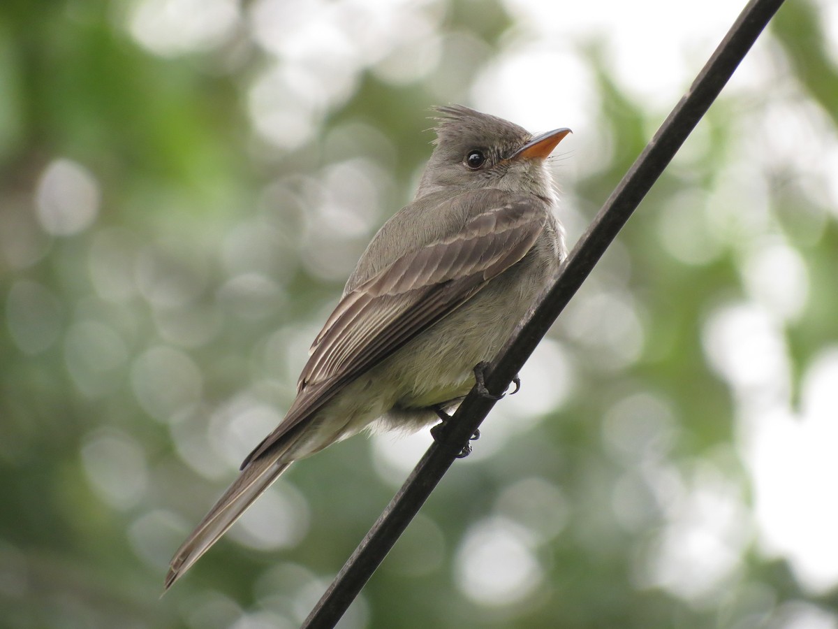 Greater Pewee - ML66696711