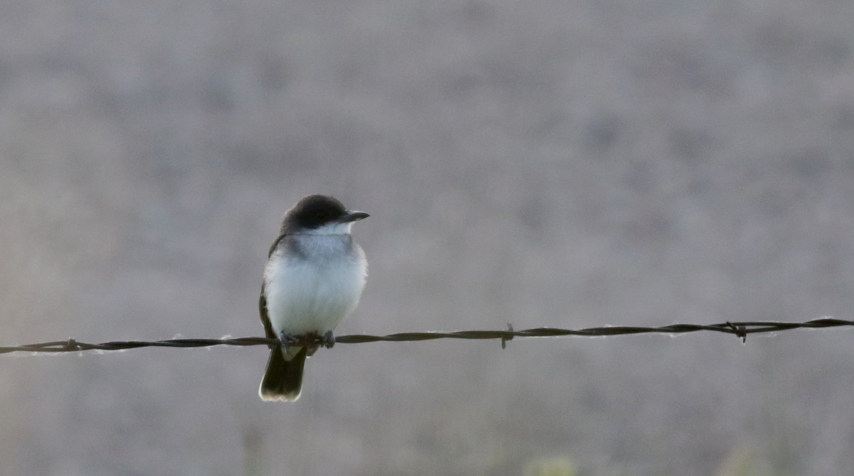 Eastern Kingbird - Jay McGowan