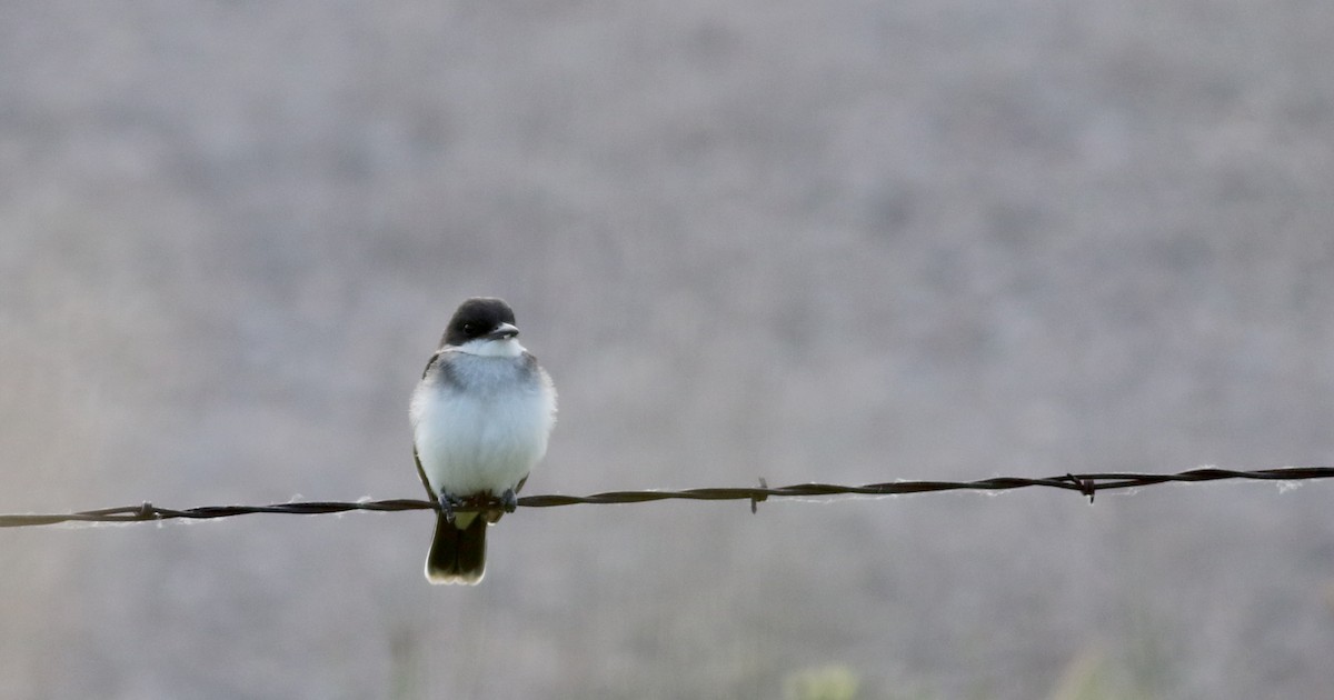 Eastern Kingbird - ML66698161