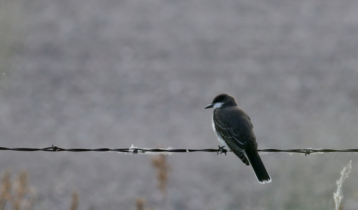 Eastern Kingbird - ML66698171