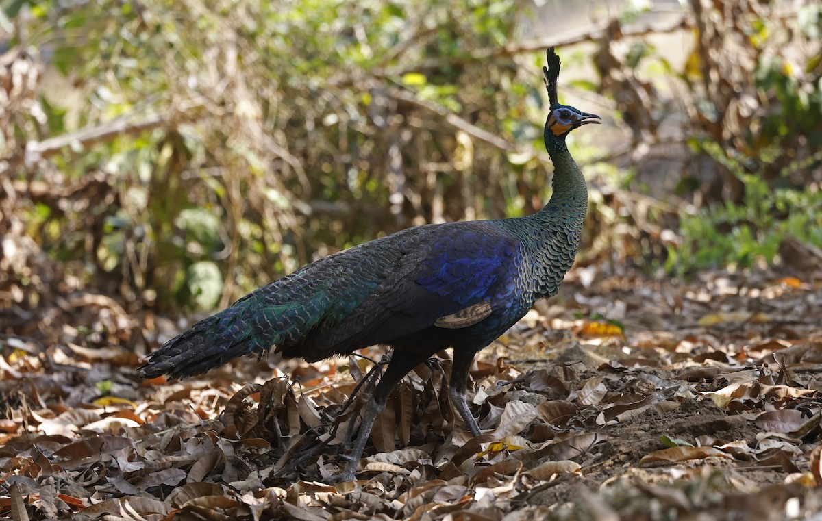 eBird Checklist - 25 Feb 2024 - Ban Hong Non-hunting Area--headquarters ...