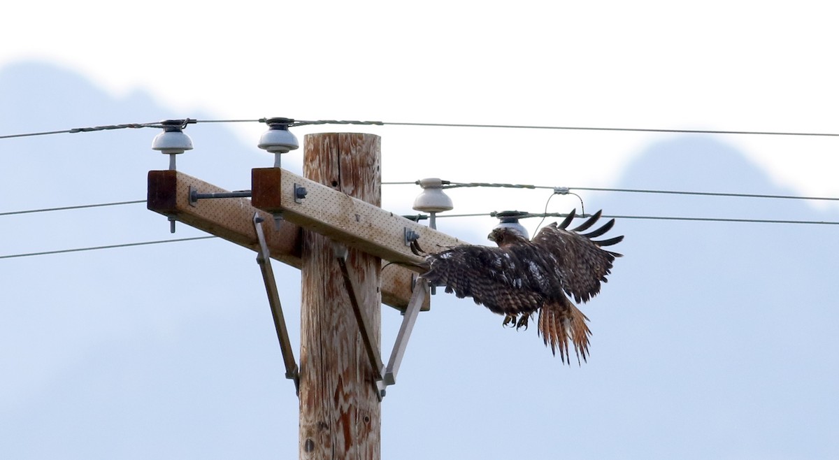 Red-tailed Hawk (calurus/alascensis) - Jay McGowan