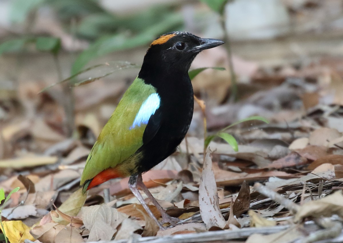 Rainbow Pitta - Michael Rutkowski