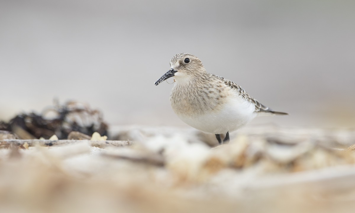 Baird's Sandpiper - ML66698551