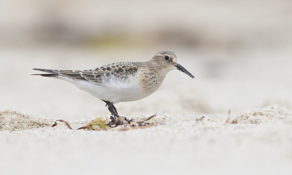 Baird's Sandpiper - ML66698661