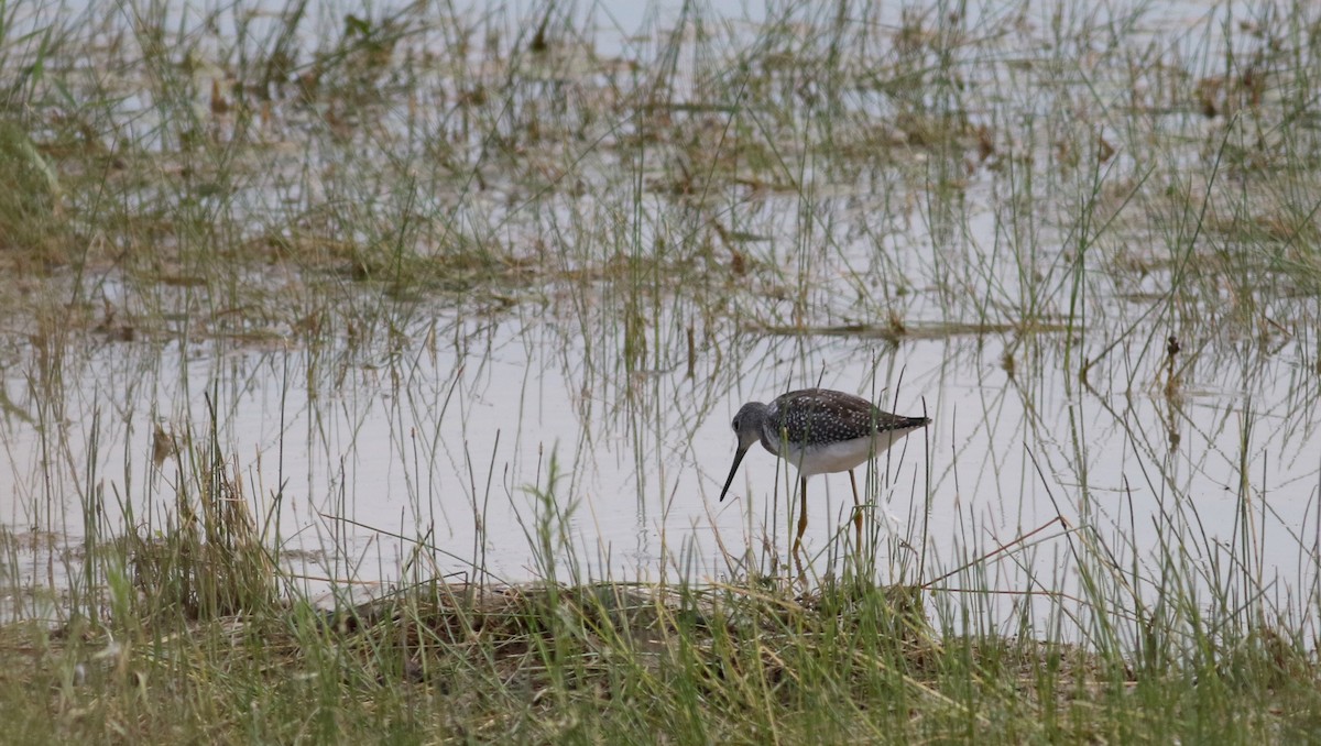Greater Yellowlegs - ML66698721