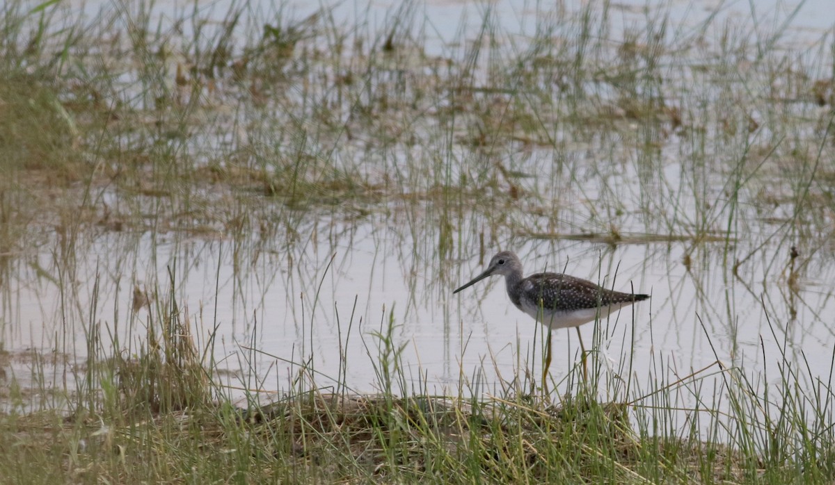 Greater Yellowlegs - ML66698731